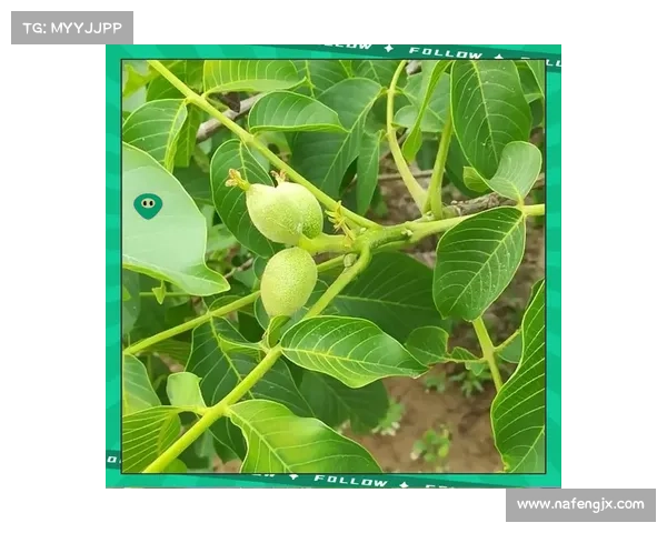提升高地红石榴产量的四大关键措施与技术策略探讨 提升高地红石榴产量的四大关键措施与技术策略探讨